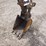 bobcat-331e-image-17