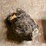 #7144-•-lot-of-burl-wood-image-1