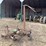 john-deere-no.5-image-3