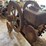 rock-island-2-1/2-horse-hit-and-miss-engine-with-cart-image-12