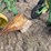 john-deere-no.-44-pull-type-two-bottom-plow-image-13