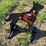 #4020-•-coyote-target-image-3
