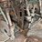 very-nice-original-van-brunt-model-v-grain-drill-image-8