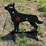 #4020-•-coyote-target-image-1