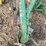 john-deere-pull-type-two-bottom-plow-image-18