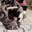 tecumseh-gas-engine---came-out-of-skid-loader-image-4