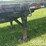 great-dane-flatbed-image-14