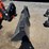 polaris-brutus-image-41