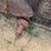 manure-spreader-image-8