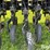 sunflower-9433-30-image-20