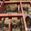 allis-chalmers-610-image-16
