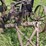 avery-three-bottom-14”-pull-type-moldboard-plow-image-6
