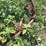 plow-trash-wheel-image-4