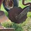 mccormick-deering-412-four-bottom-14”-fast-hitch-mold-board-plow-image-14