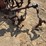 international-harvester-461-fast-hitch-cultivator-image-8