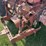 farmall-340-gas-with-loader-image-36