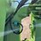 #2003-•-steiger-tractor-st300-(offsite-in-el-paso)-image-36