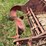 international-harvester-horse-drawn-manure-spreader-image-18