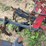 international-harvester-34-461-fast-hitch-mounted-cultivator-image-11
