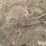john-deere-ll-image-9