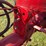 farmall-cub-image-30