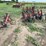 international-harvester-34-461-fast-hitch-mounted-cultivator-image-2