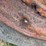 massey-ferguson-44-image-42