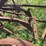 international-harvester-two-bottom-pull-type-moldboard-plow-image-20