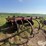 bush-hog-1550-image-7