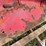 farmall-wheatland-fenders-image-9