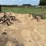 international-harvester-221-mounted-cultivator-image-1