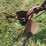 international-harvester-two-bottom-pull-type-moldboard-plow-image-13