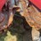 2008-drago-n8-image-16