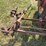 mccormick-deering-two-row-planter-image-14