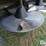 case-ih-6088-image-17