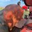 massey-ferguson-44-image-34