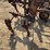international-harvester-461-fast-hitch-cultivator-image-19