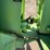 #2003-•-steiger-tractor-st300-(offsite-in-el-paso)-image-37