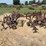international-harvester-461-fast-hitch-cultivator-image-1