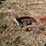 john-deere-three-point-two-bottom-plow-image-13