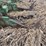 five-shank-subsoiler-image-5