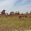 leon-1100-chisel-plow-image-2