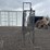 goat-milking-chute-7624-image-2