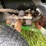 john-deere-1445-image-15