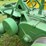 john-deere-model-a-image-26