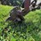#9915-•-allis-chalmers-3-bottom-plow-image-8