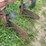 (6)-bottom-ih-plow-image-10