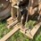 john-deere-model-b-image-32