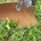 (6)-bottom-ih-plow-image-9
