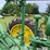 john-deere-model-a-image-27
